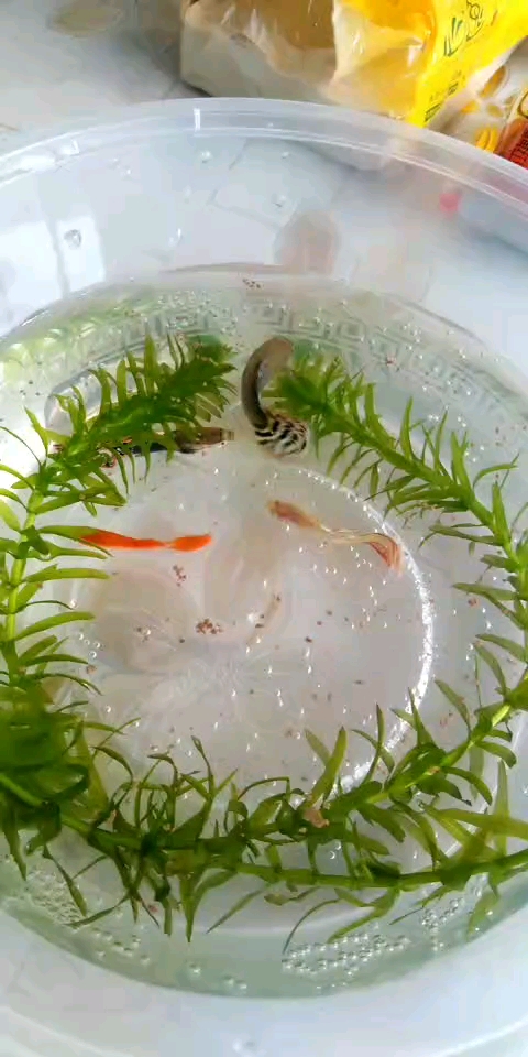 养的小鱼下鱼崽了