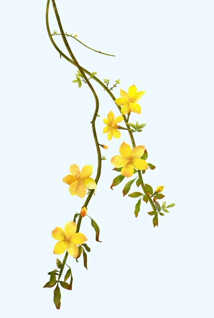 苏大强模仿秀#迎春花ps水彩风格上色板绘教程,你学会了吗?