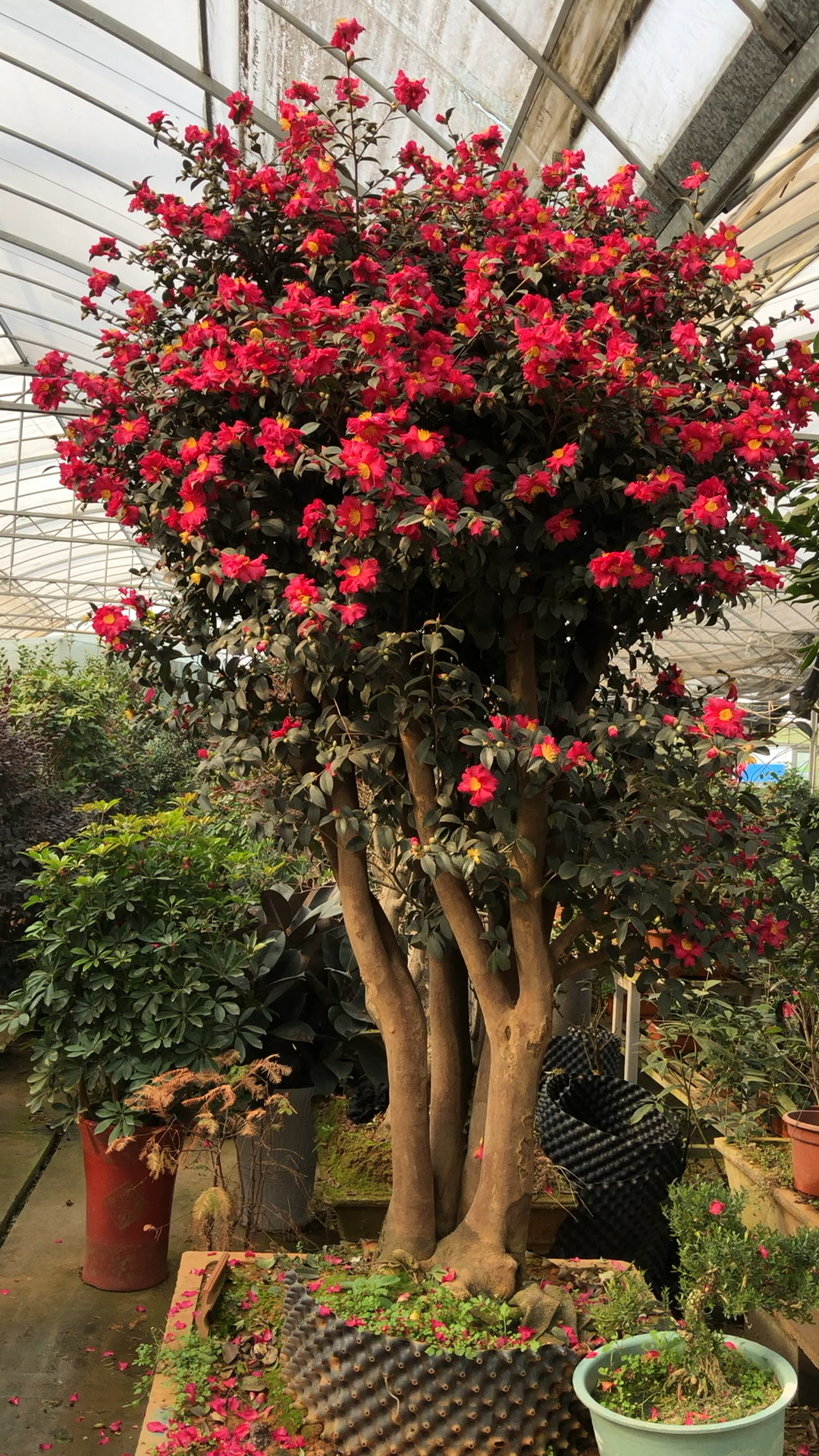 实拍:小姐姐家的一棵茶梅树!百花争艳!网友:太惊艳啦