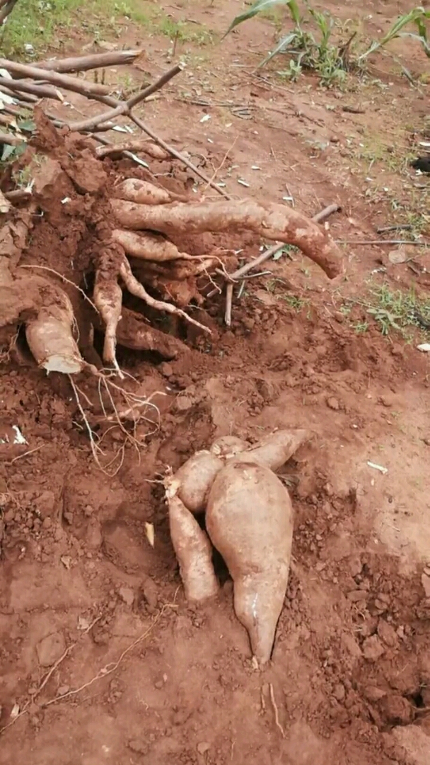 好大的木薯,非洲人吃这种树根子,做主食.