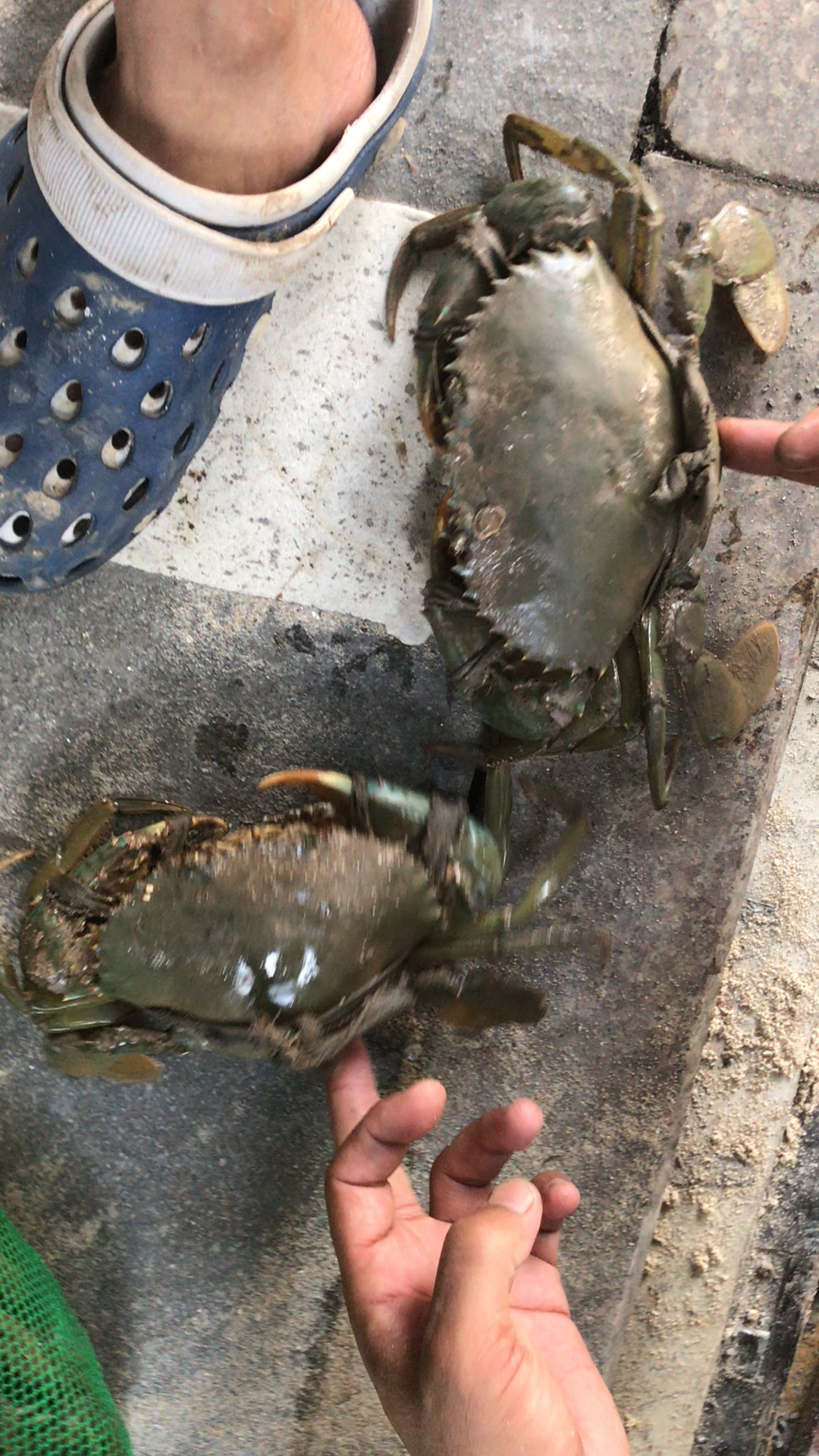 野生猷蠓,现抓的,好大个啊!喜欢朋友双击下