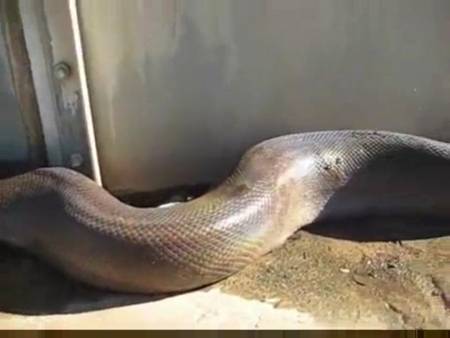 我要上热门#胆小勿点,这蛇太大了,最后吓所有人一跳.