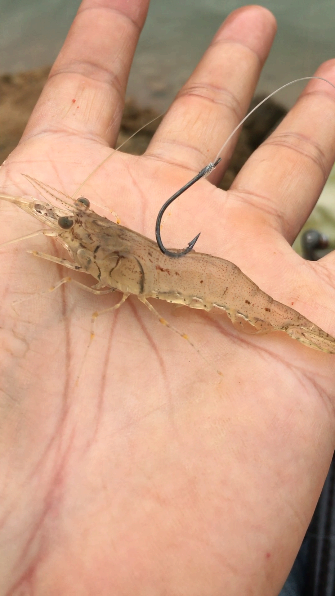 你好,夏天#教大家如何挂虾钓翘嘴和鲈鱼-度小视