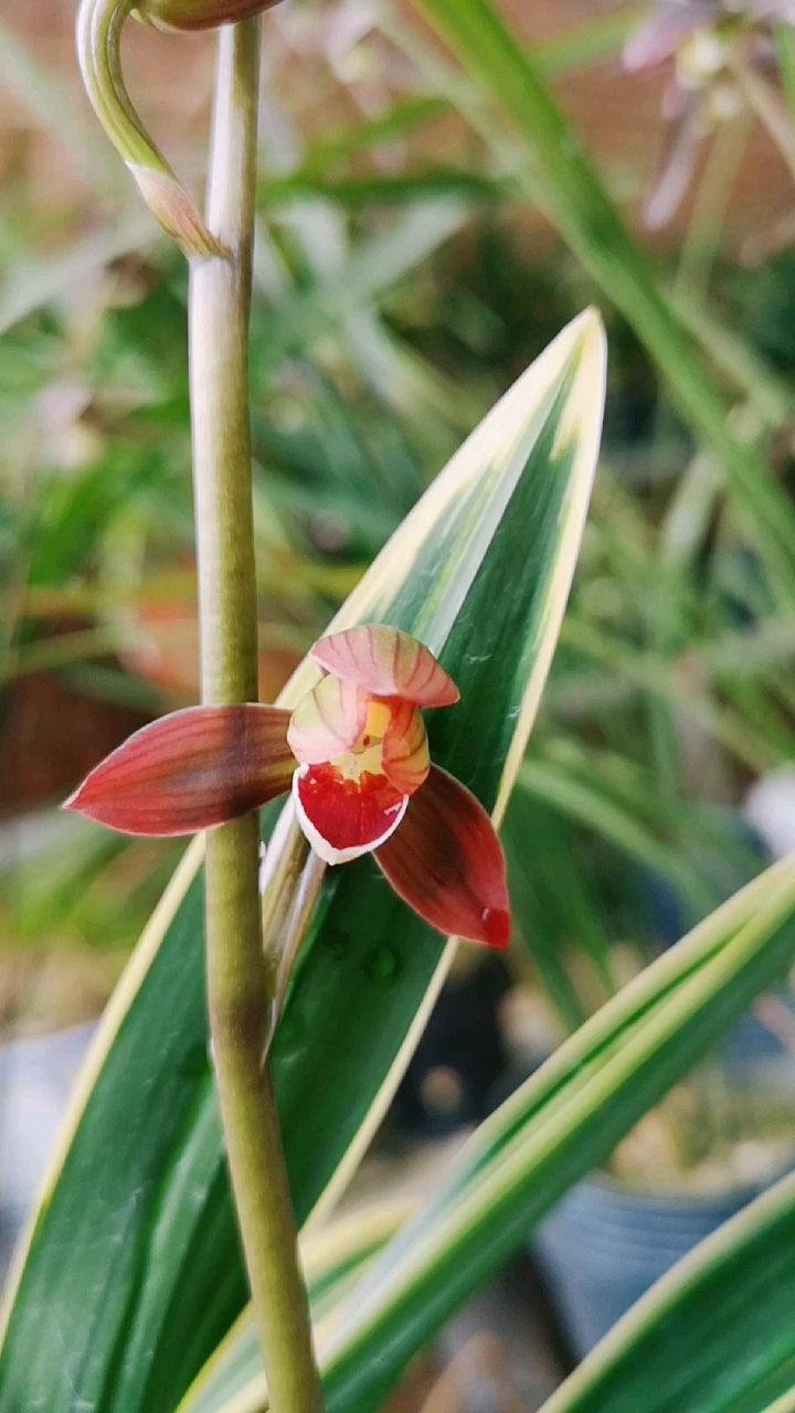 2020年的第一场雪#墨兰,:红神荷