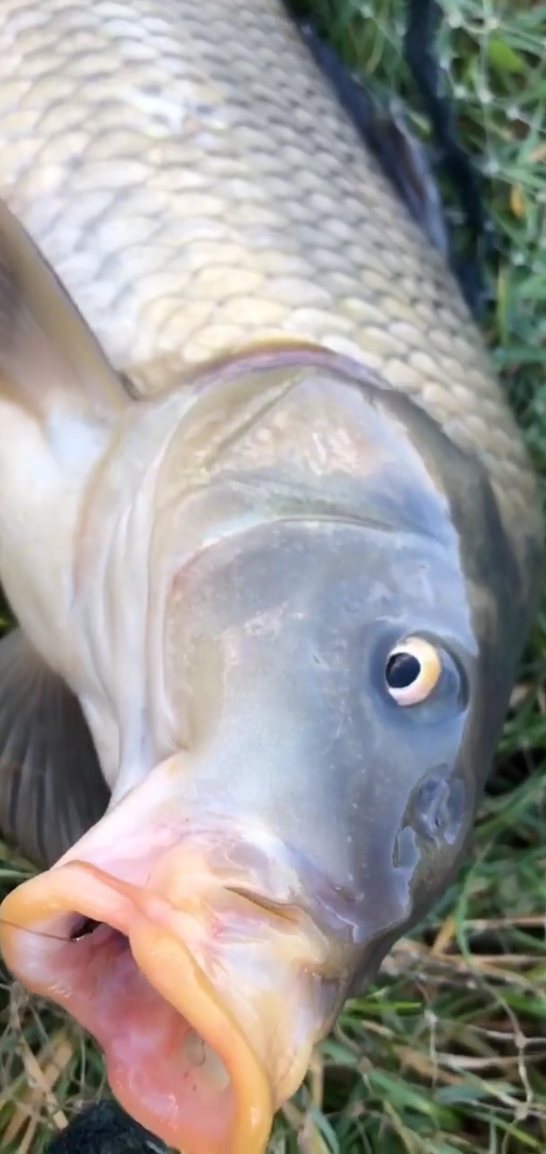 鲤鱼嘴巴长这样