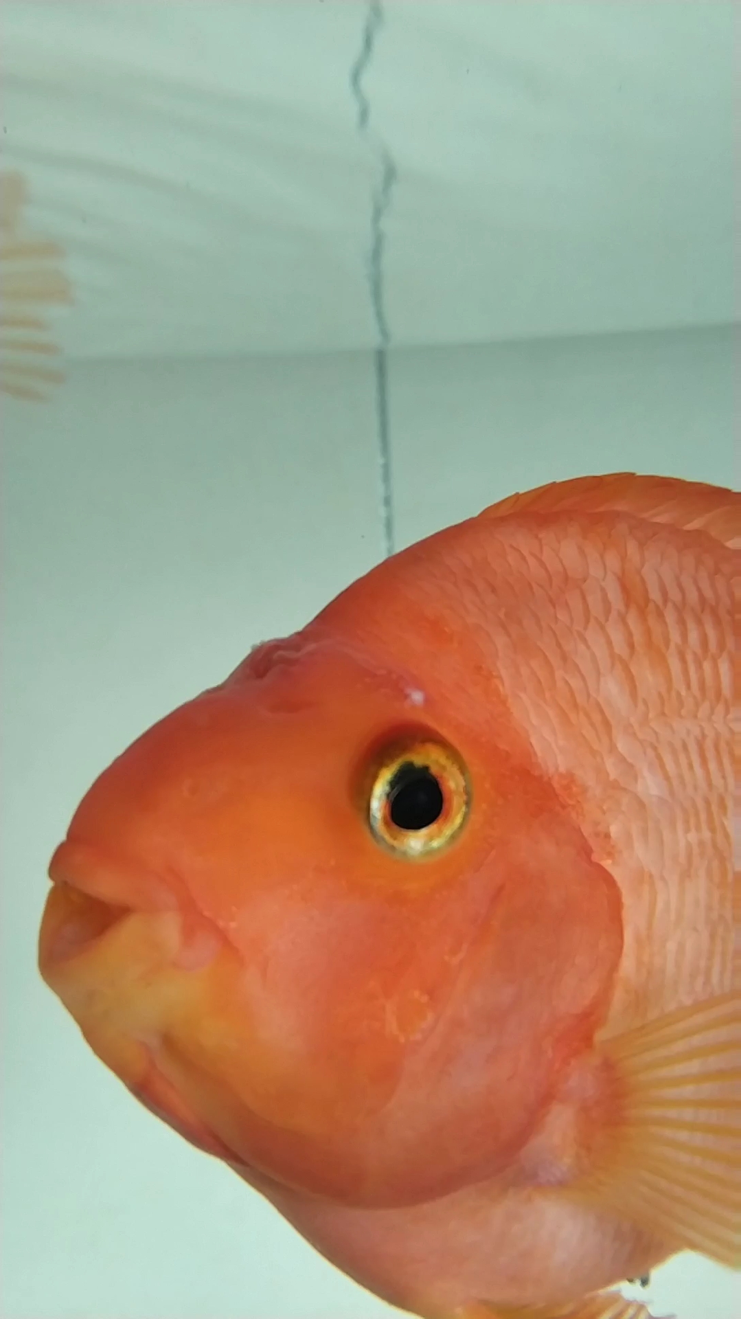 开心扭起来#嘟嘟嘴金鱼