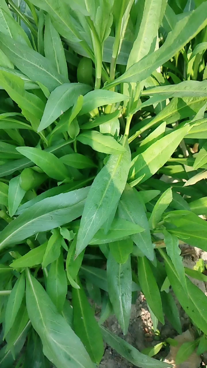 剪刀菜,你们那里这种野菜叫什么-度小视