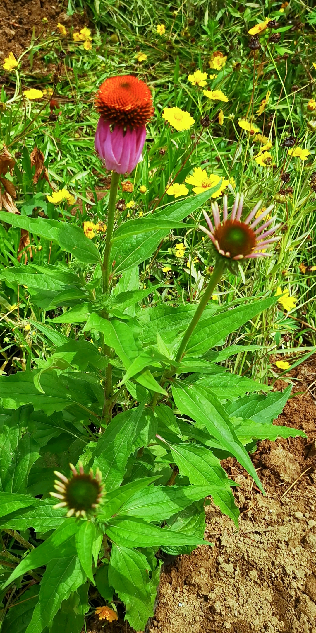 这棵花漂亮,喜欢