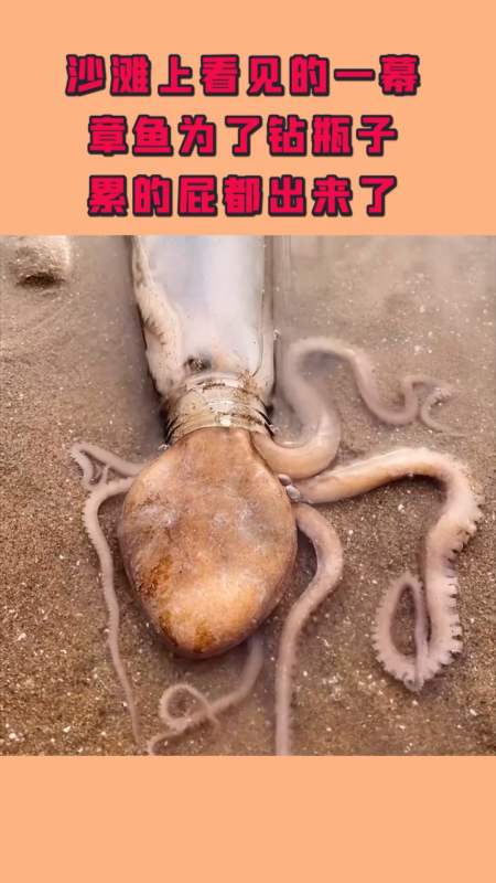 沙滩上看见的一幕,章鱼为了钻瓶子,累的屁都出来了!