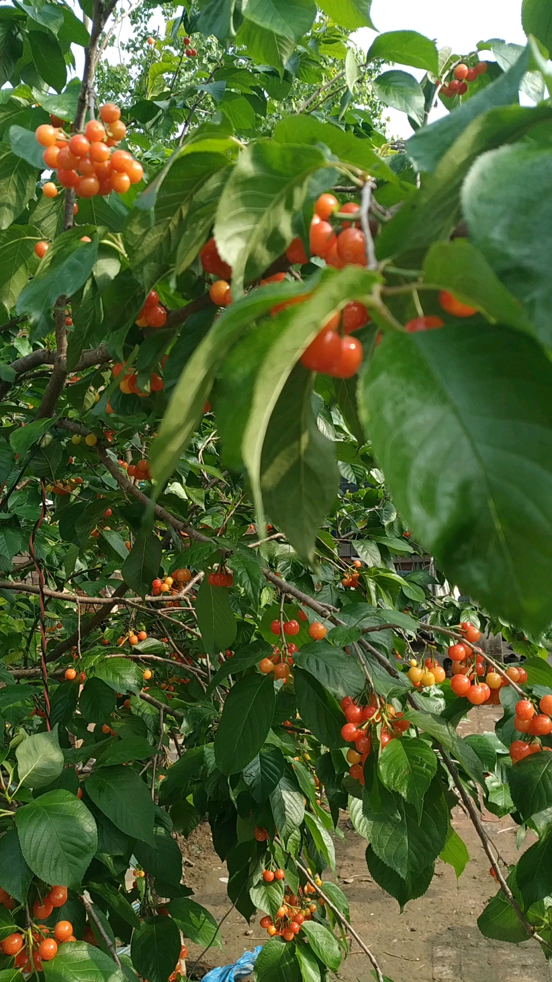 农村自家小院里的樱桃熟了