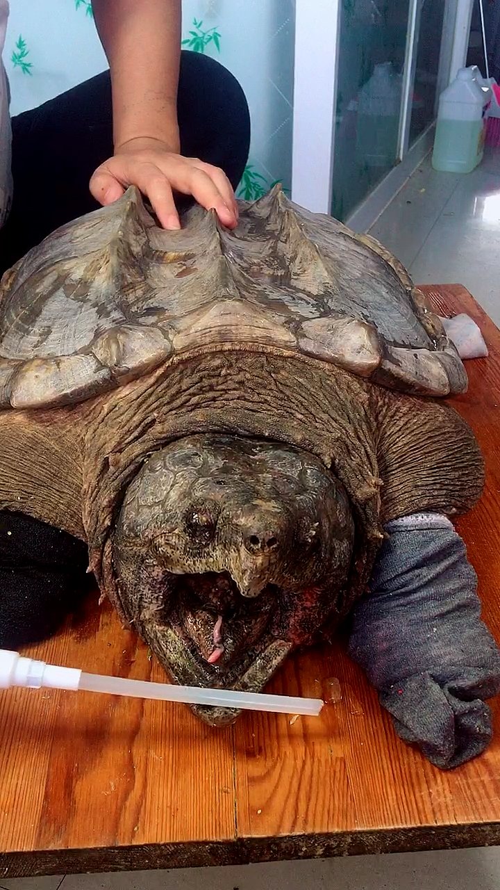 50斤北美大鳄龟挑战