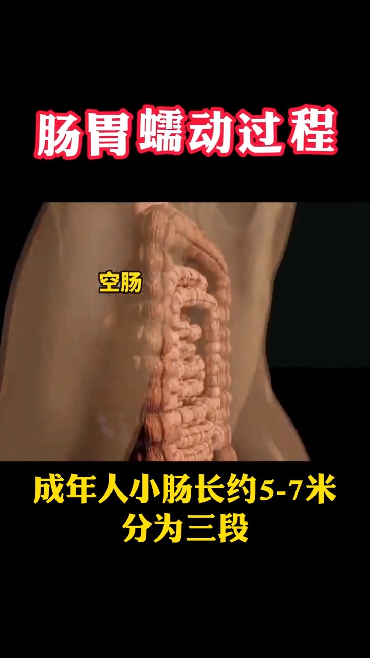 健康3d动画演示肠胃蠕动全过程