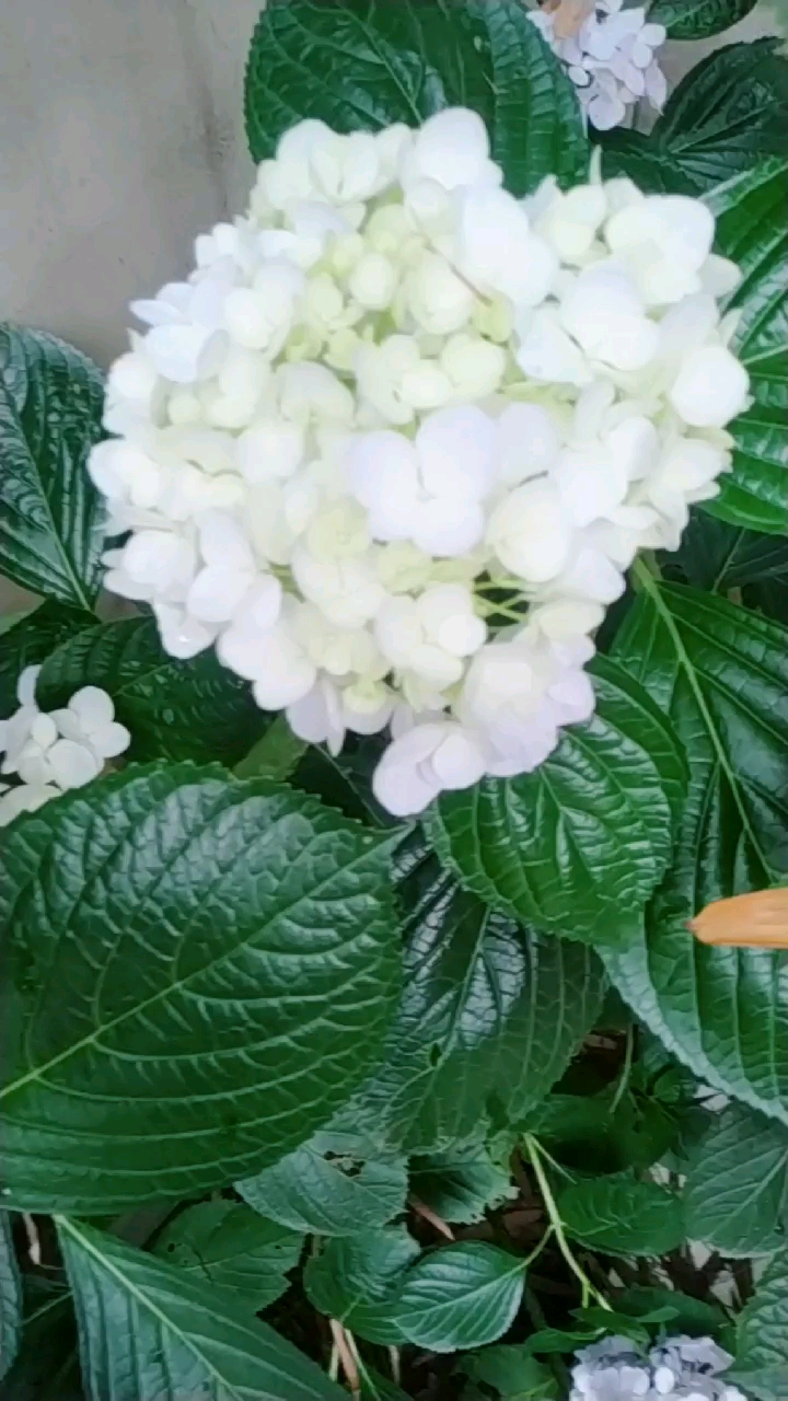 会变色的绣球花