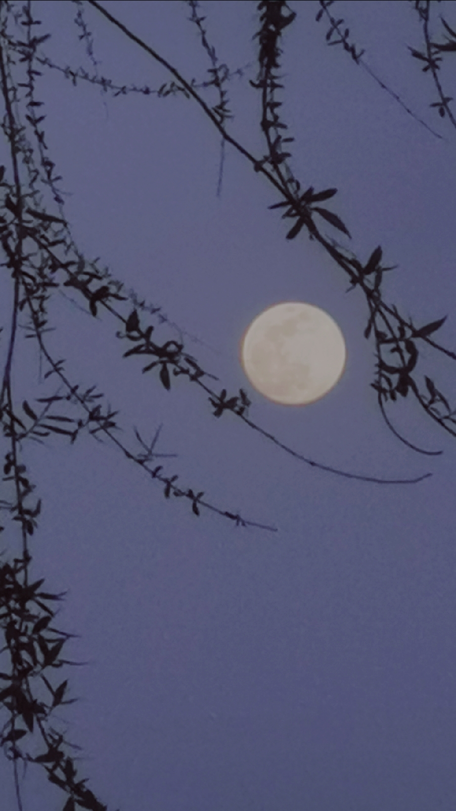 今晚拍的超级月亮,据说再次出现还得21年!