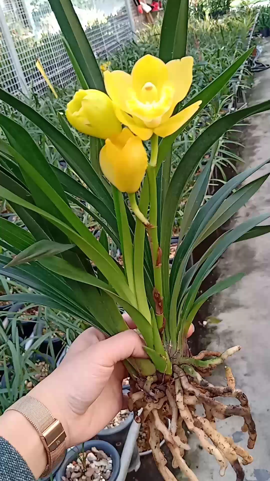 黄金美人花大浓香脱盆发货啦!