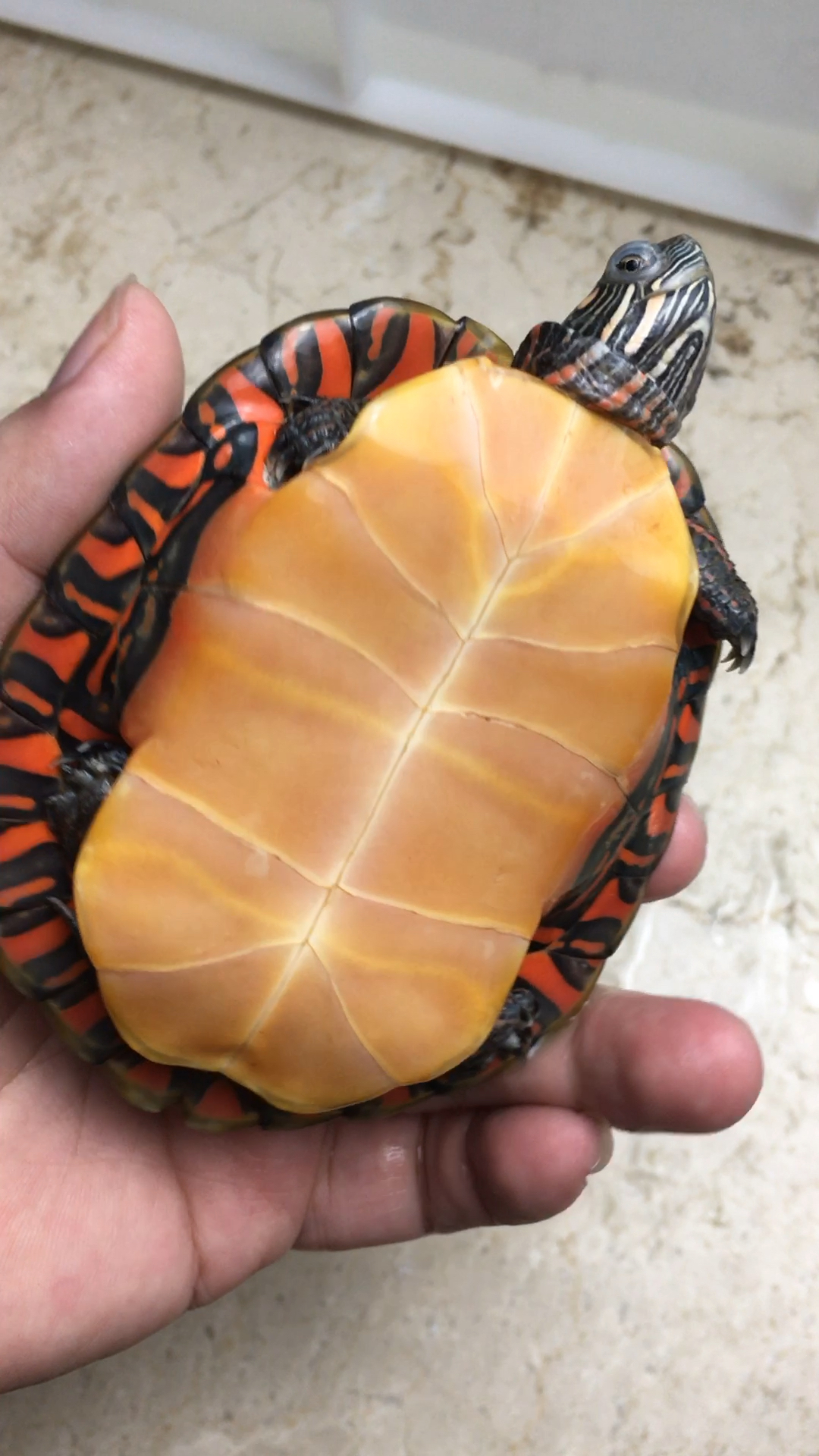 东锦龟成体图片