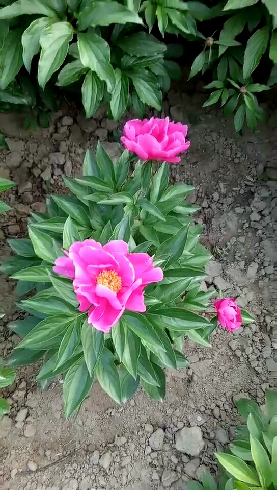 最美人间四月天#药用芍药开花了