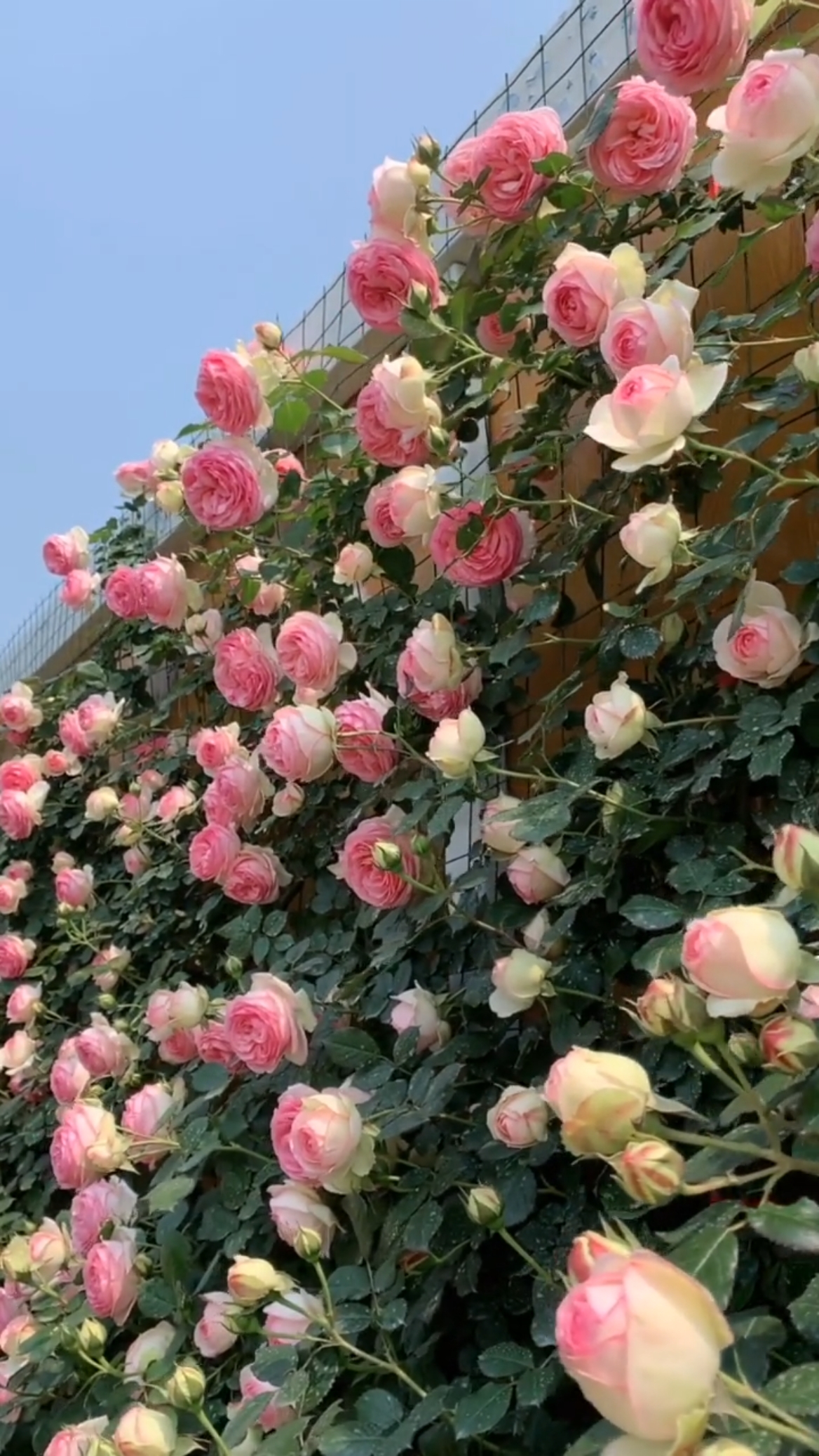 粉色龙沙宝石花墙太美了