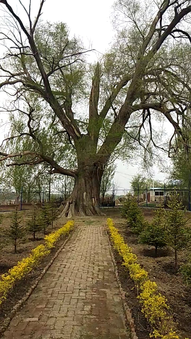 千年榆树谁看过