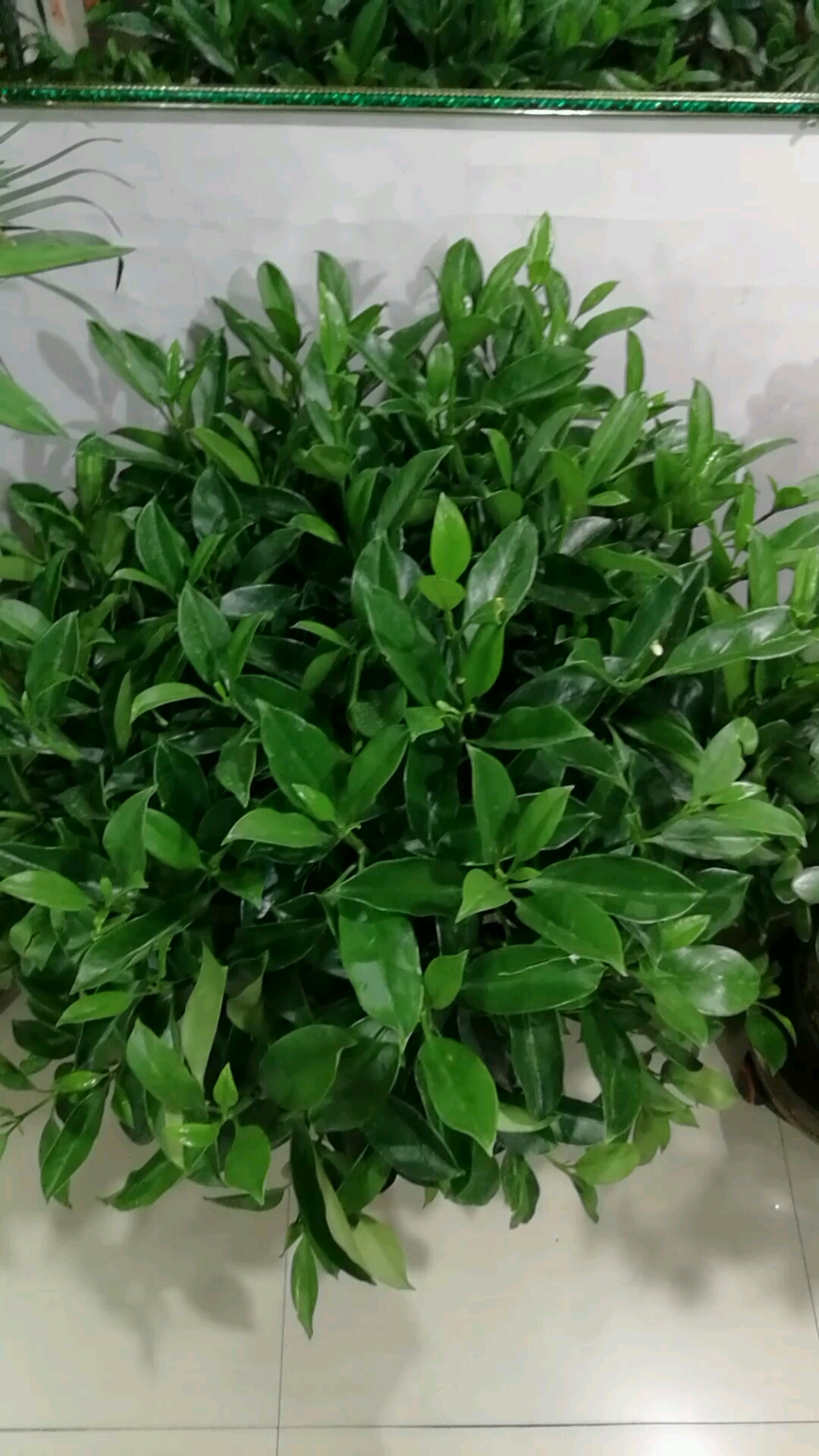 非洲茉莉,在东北很难养开花!