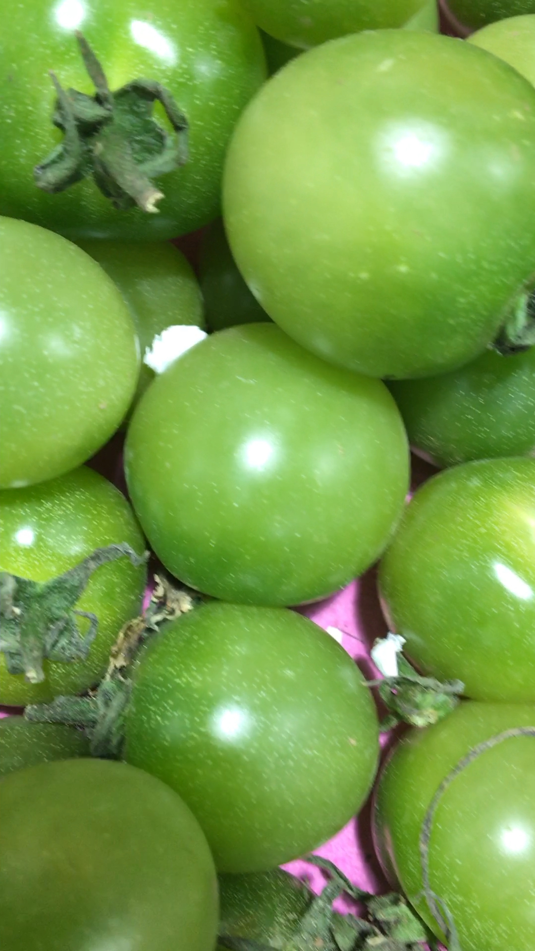 吃过这种绿色圣女果吗