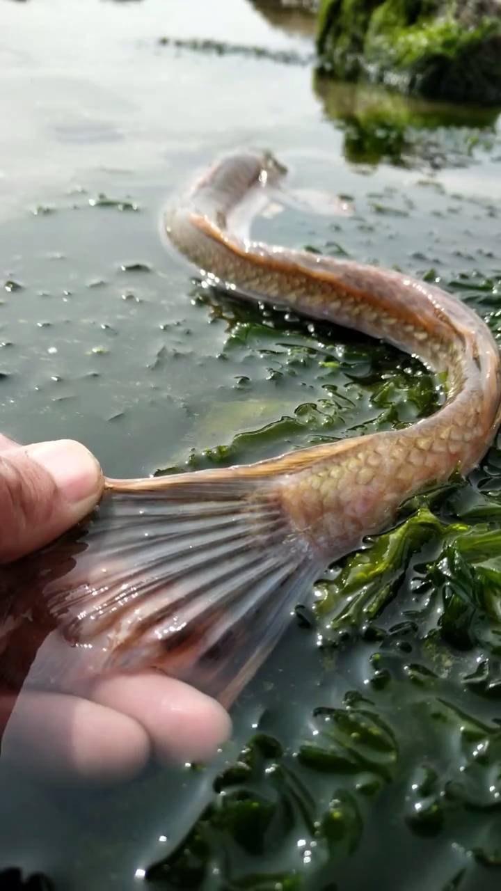 龙尾鱼,祝进来的朋友平平安安健健康康