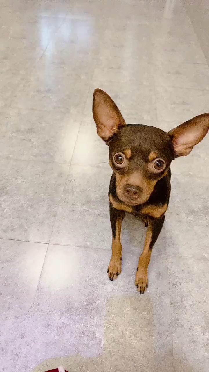 明星娱乐#鹿犬啵啵乐的表达能力成精了,就差不会说话了,好聪明的汪星