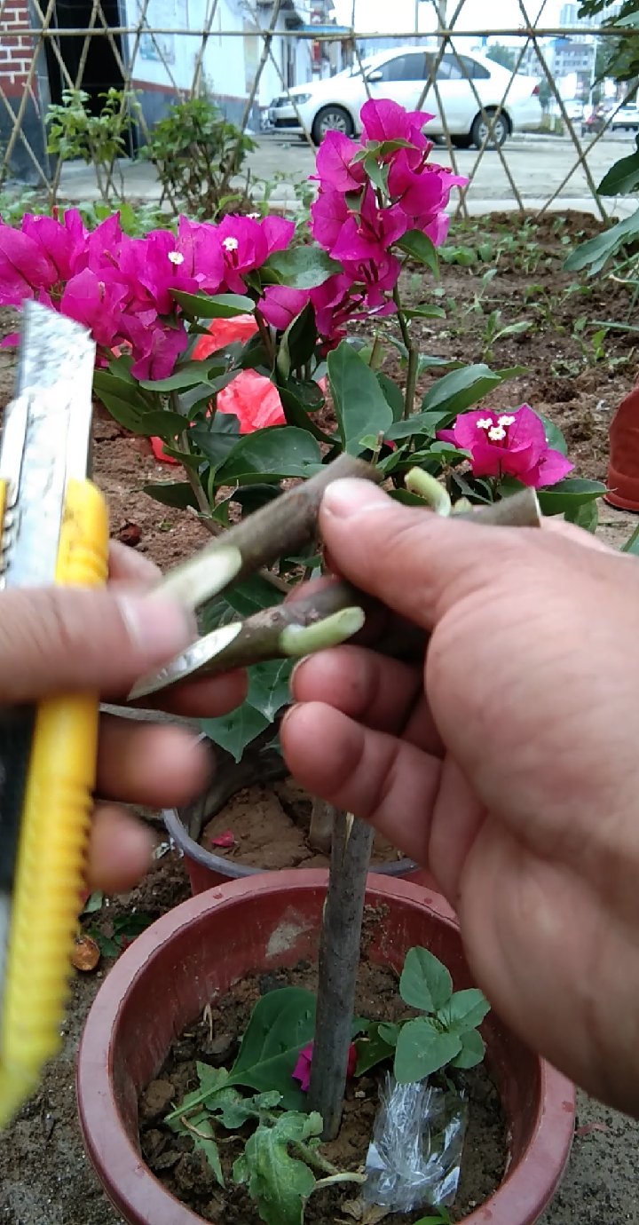 劳动最光荣#嫁接三角梅技术