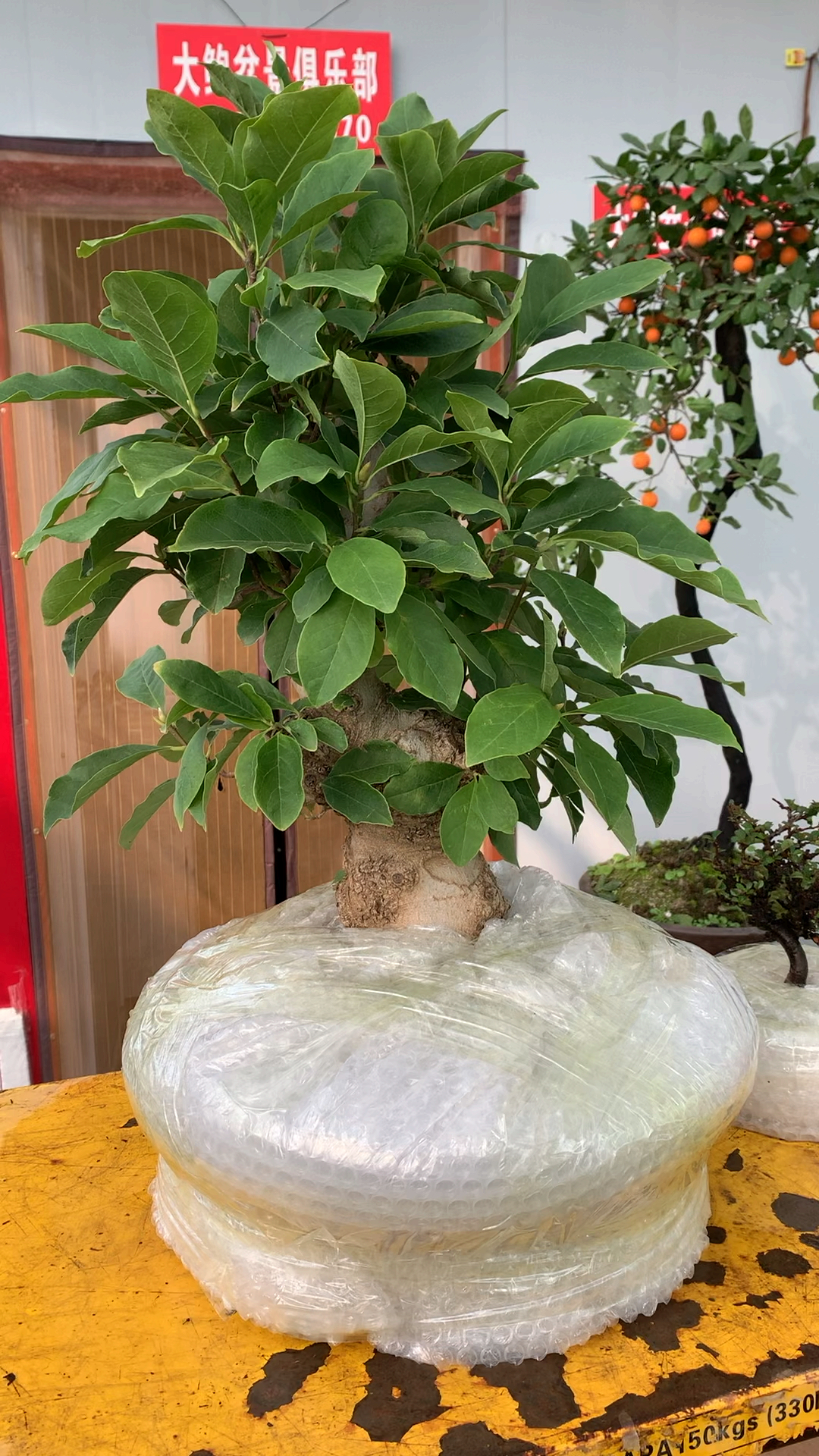 日本玉兰花 大型古桩盆景