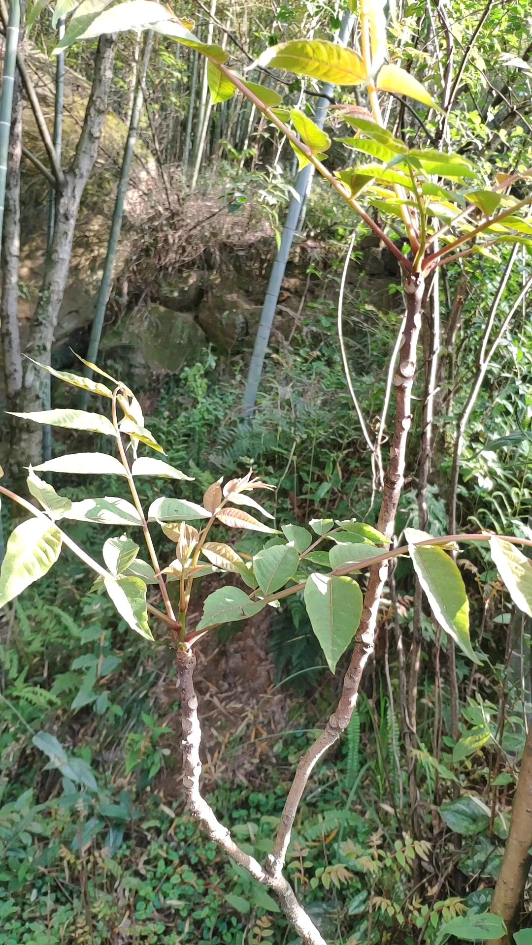 清明节踏青顺便采些鲜嫩的椿叶