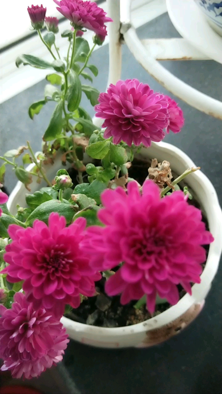 好美的月月菊,,早上好3-23