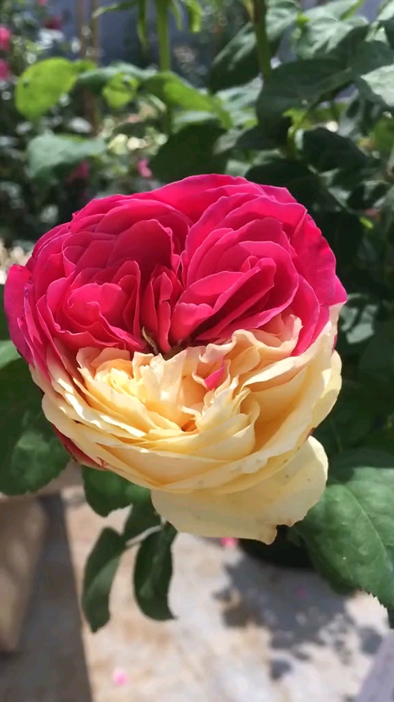 风月月季棒棒糖