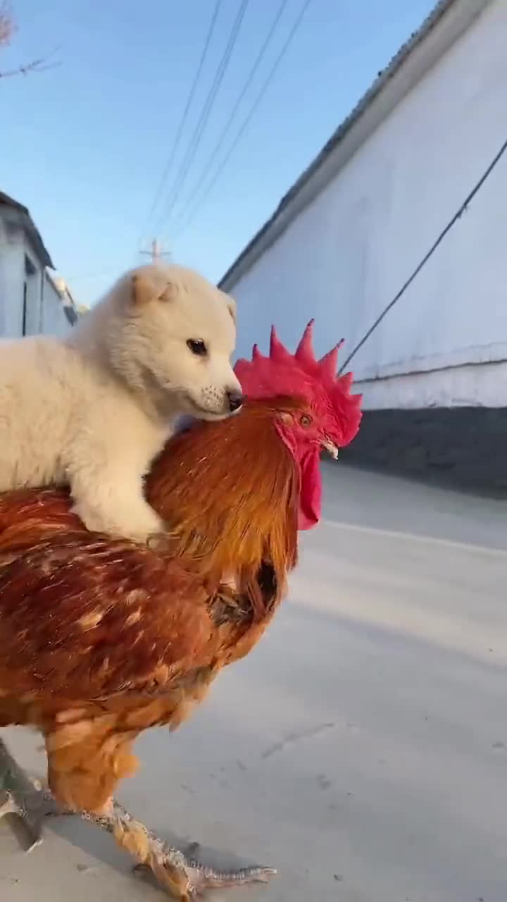 大公鸡太宠狗狗了走哪都要背着狗狗
