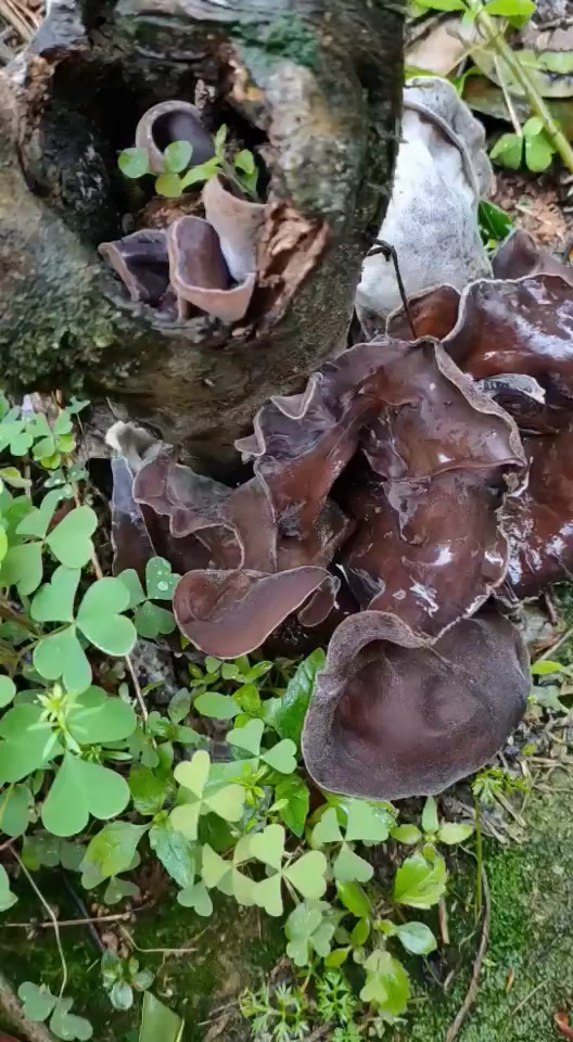 野生木耳,好大一个