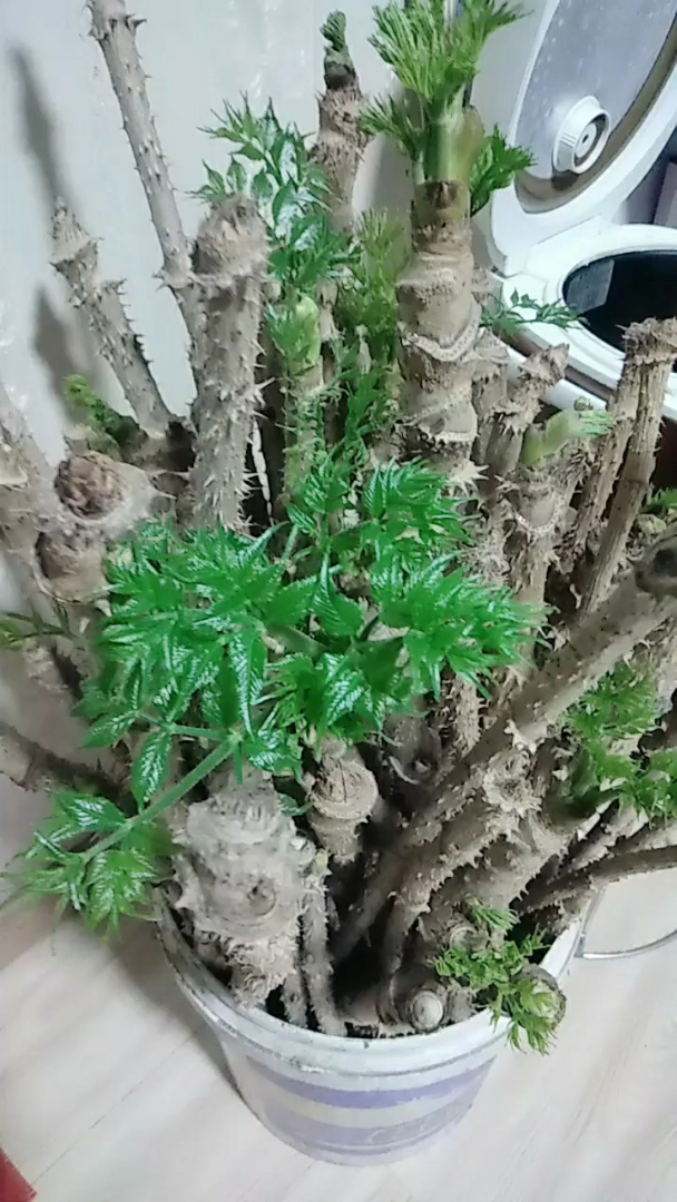 东北刺老芽长大了