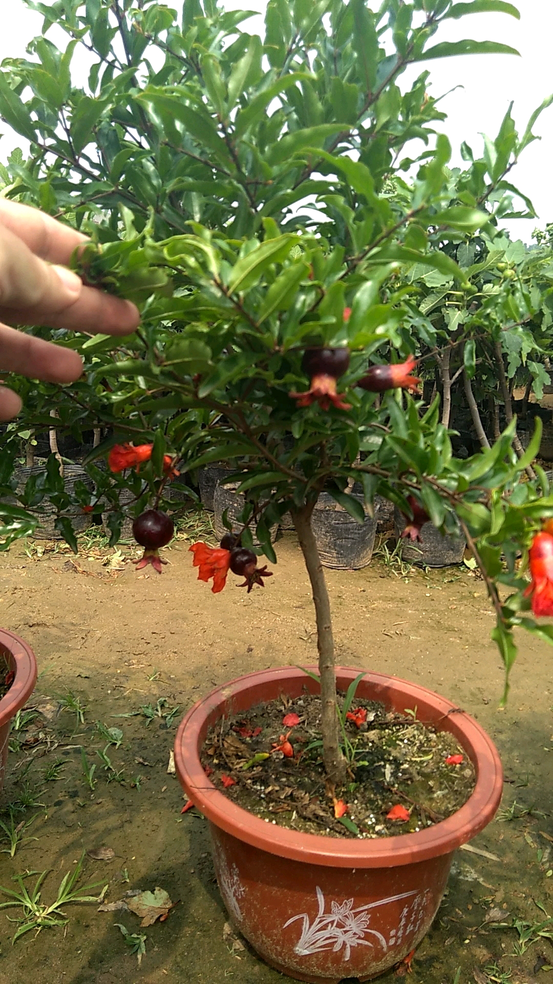 紫玉石榴,怎么样