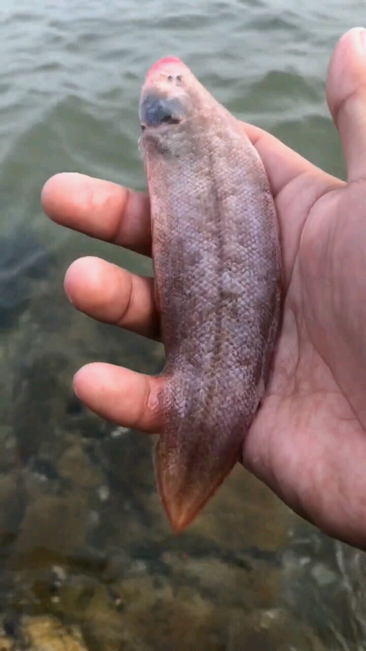 来到海边就发现一条活的舌头鱼长得很像舌头