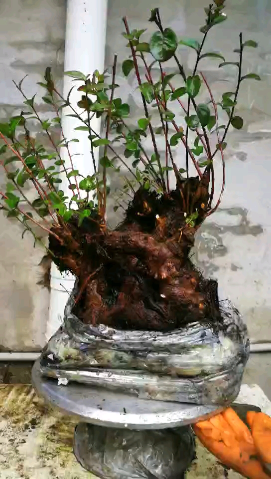 野蓝莓精品老桩