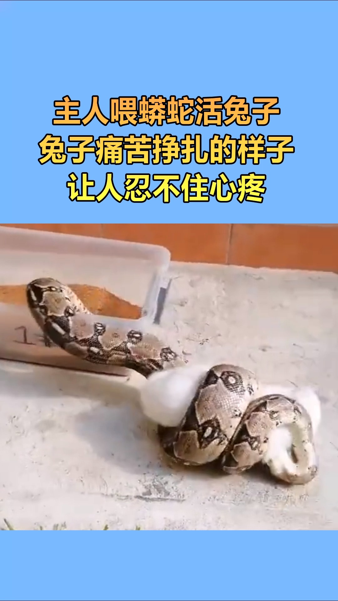 我要上热门#蟒蛇不愧是顶级猎食者,兔子只能束手就擒度刃