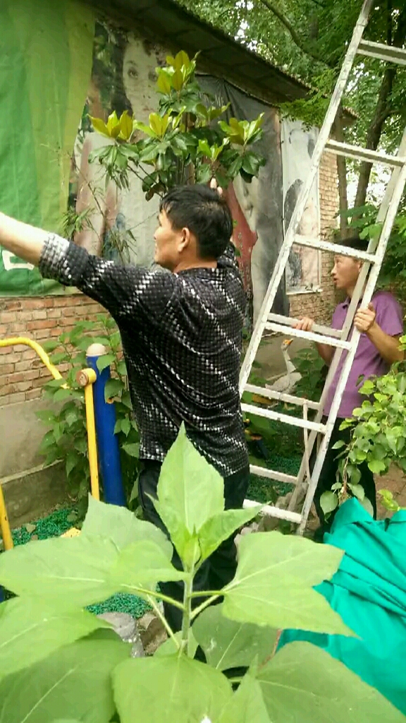 大衣哥指挥粉丝帮忙干活