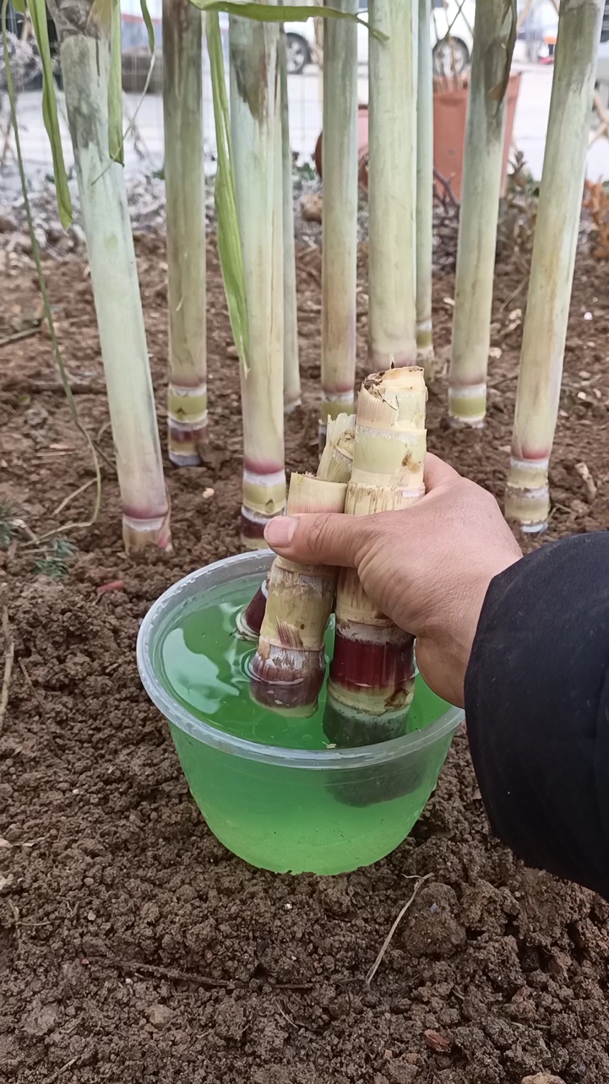 劳动最光荣#甘蔗北方种植过程,难道数万人