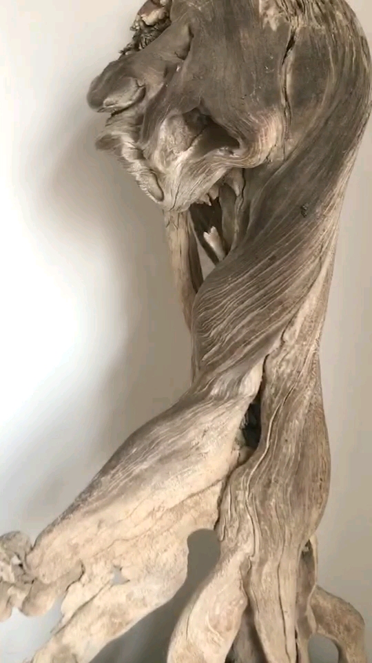 黑骨,刚下山太行崖柏