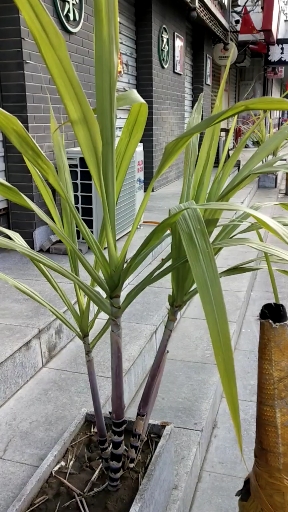 东北种的甘蔗