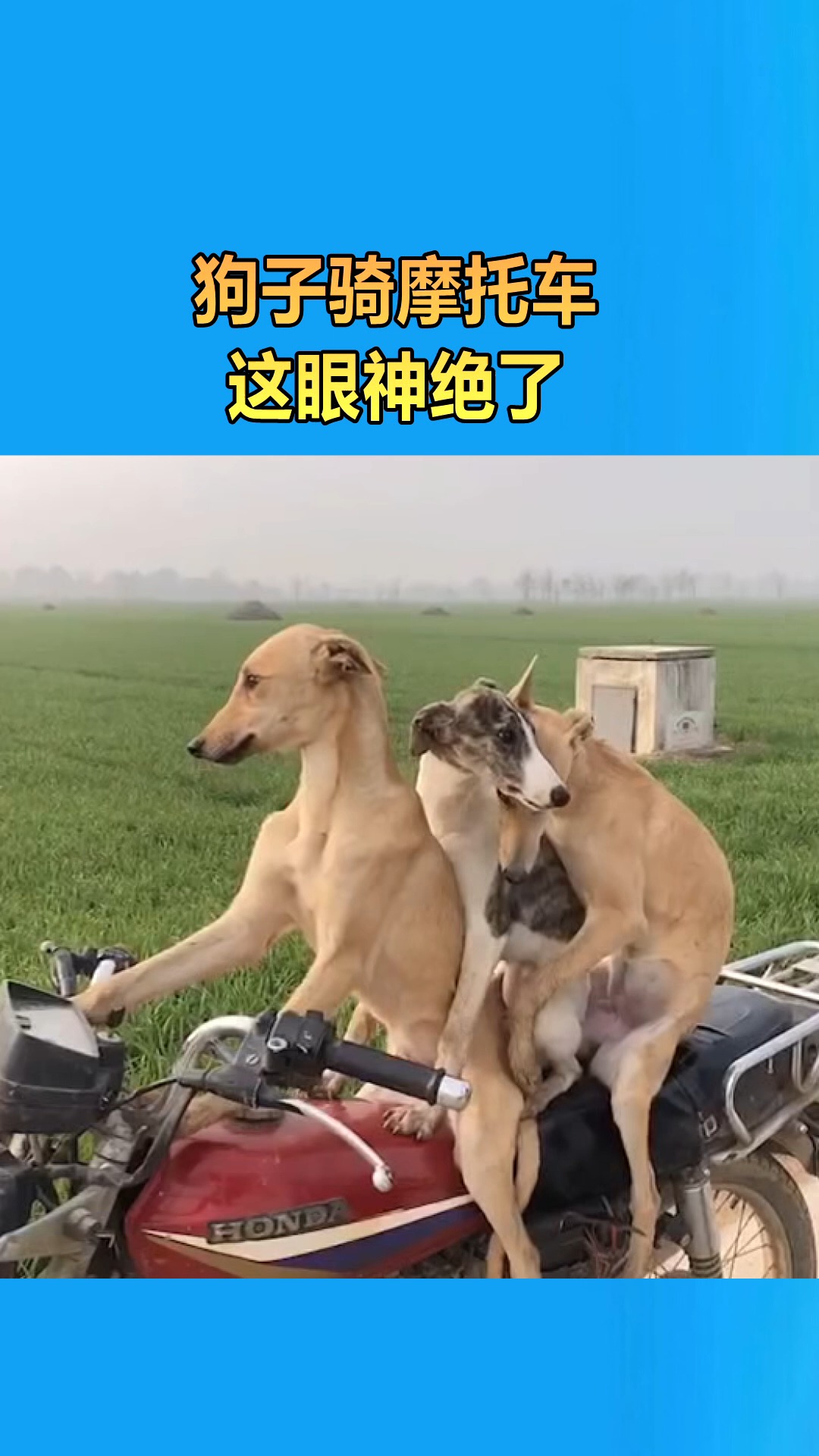 我要上热门#狗子骑摩托车,这眼神绝了