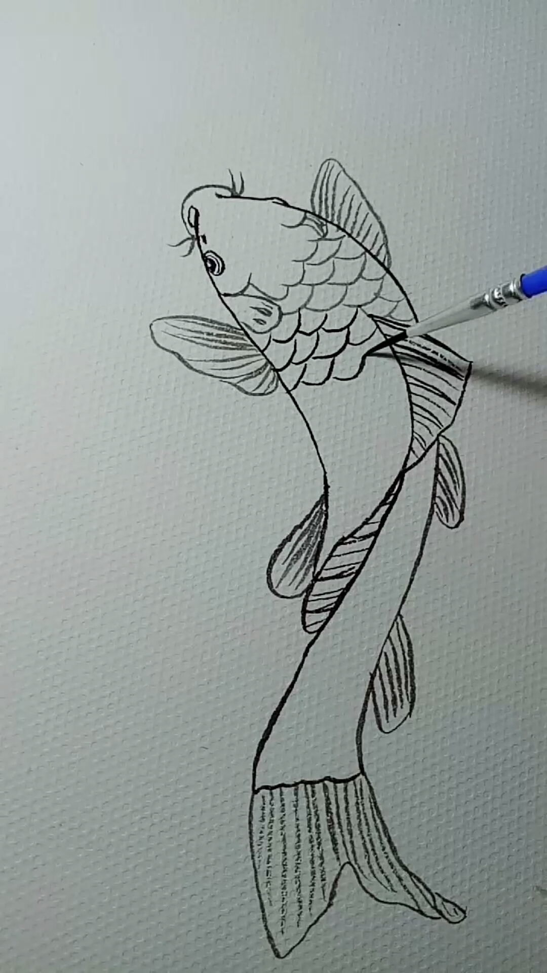 鯉魚白描畫法過程