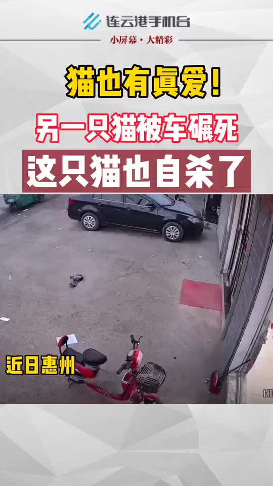 俄罗斯田园猫翻车图片