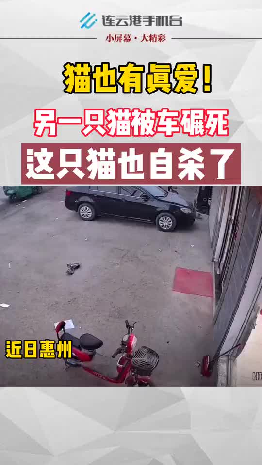 猫也有真爱另一只猫被车碾死这只猫也自杀了