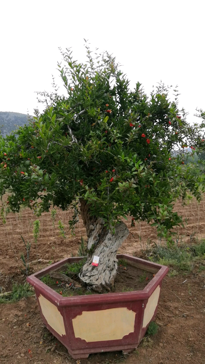 矮霸粗桩造型盆栽,这样石榴古桩已经不多见了