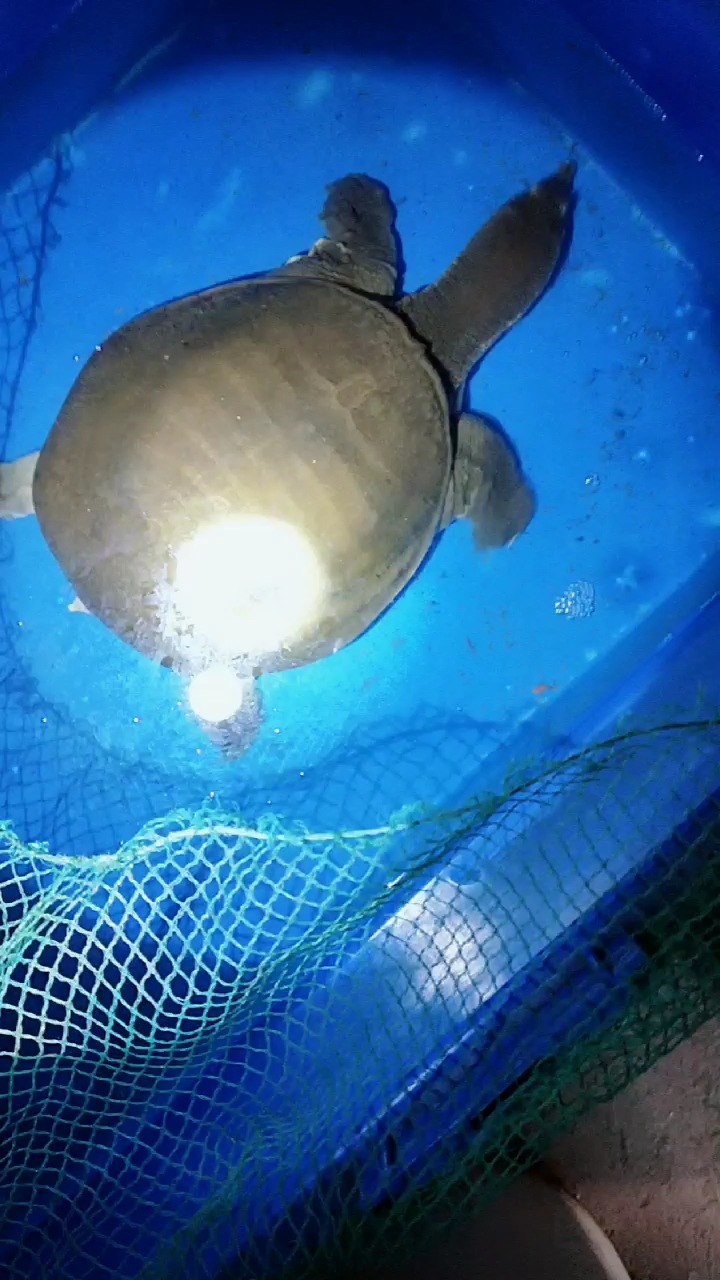 5斤重的老鳖大的地笼网里倒的