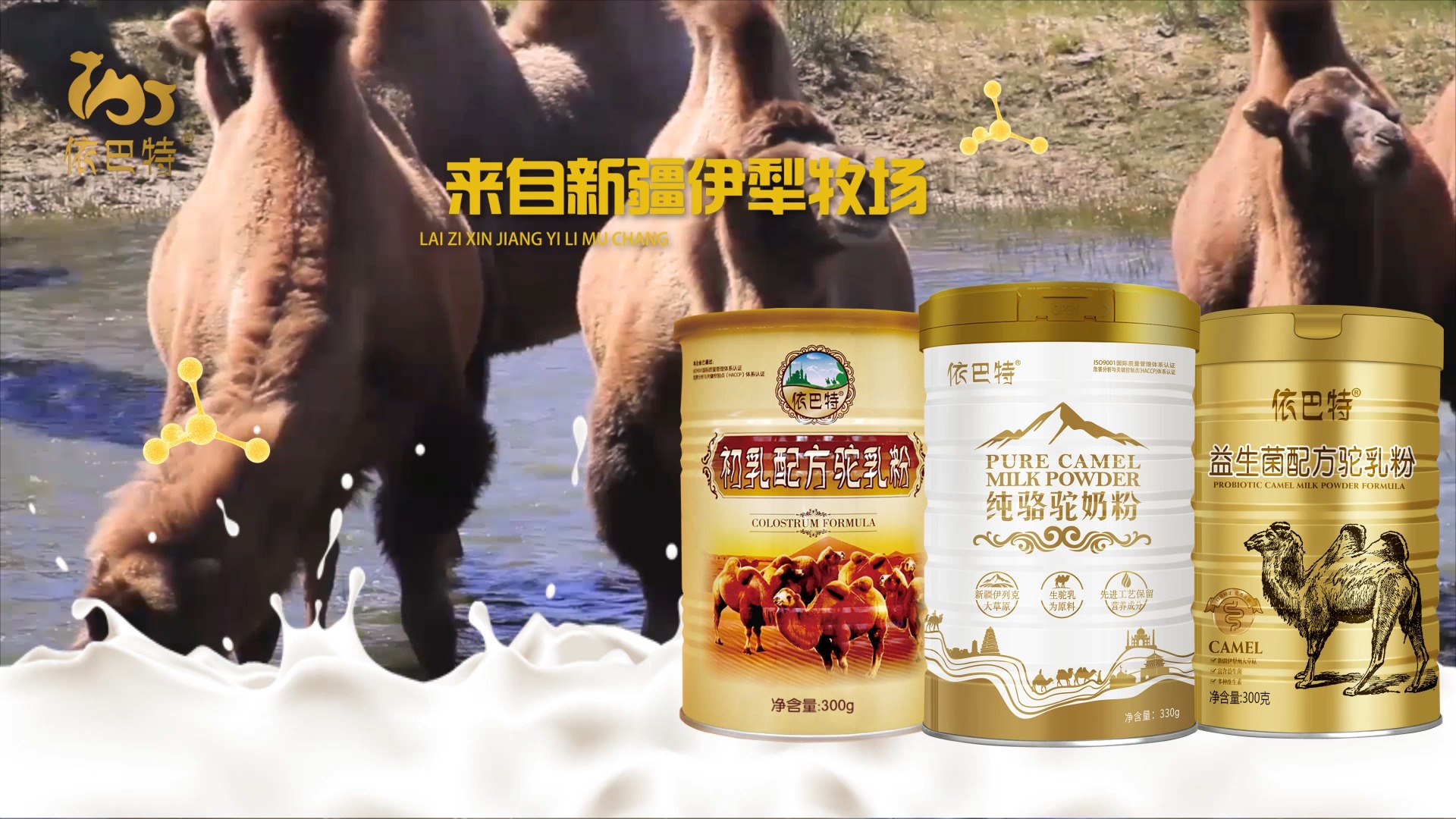 来自天山下的骆驼奶 生鲜驼乳 自然馈赠